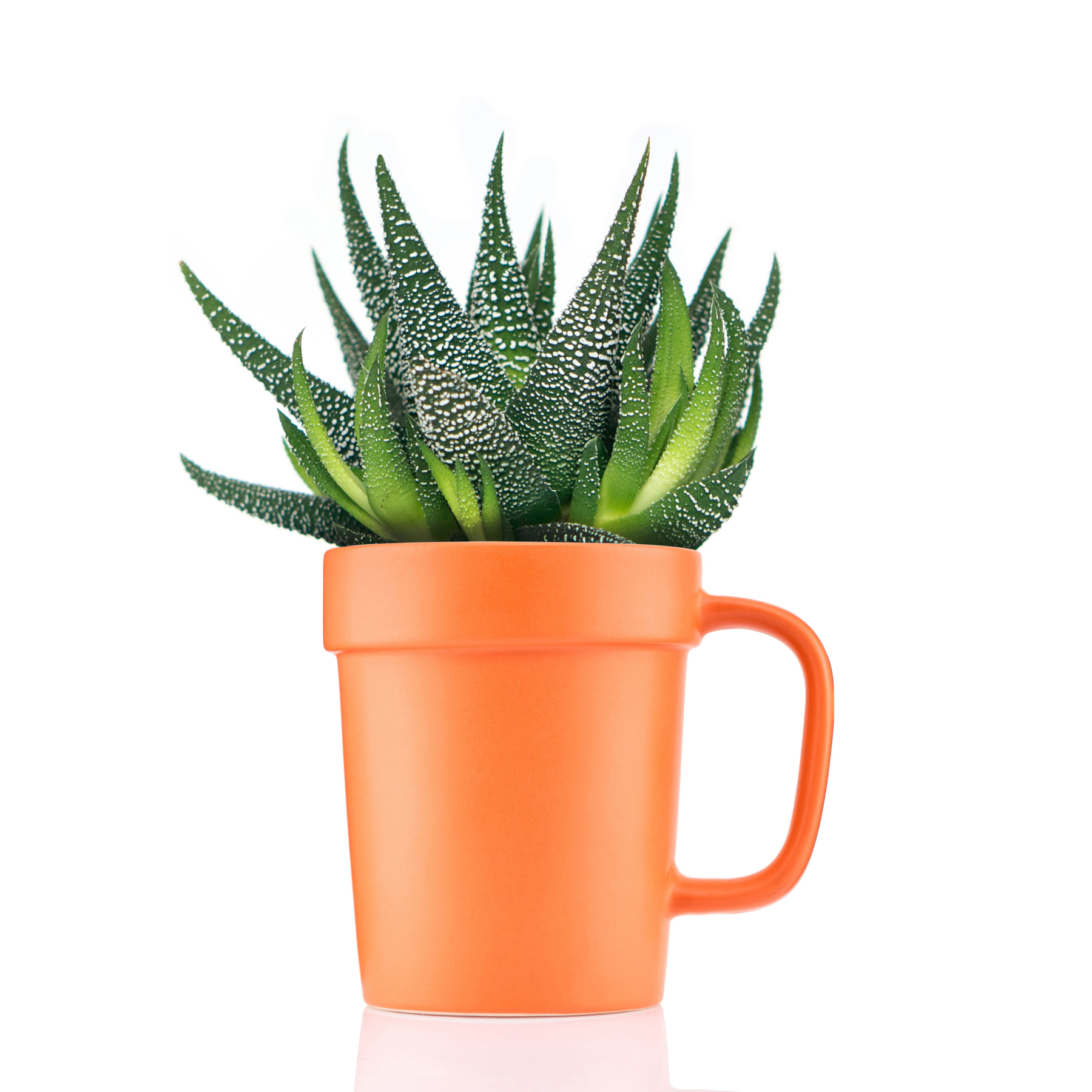 16 oz Planter Mug 34