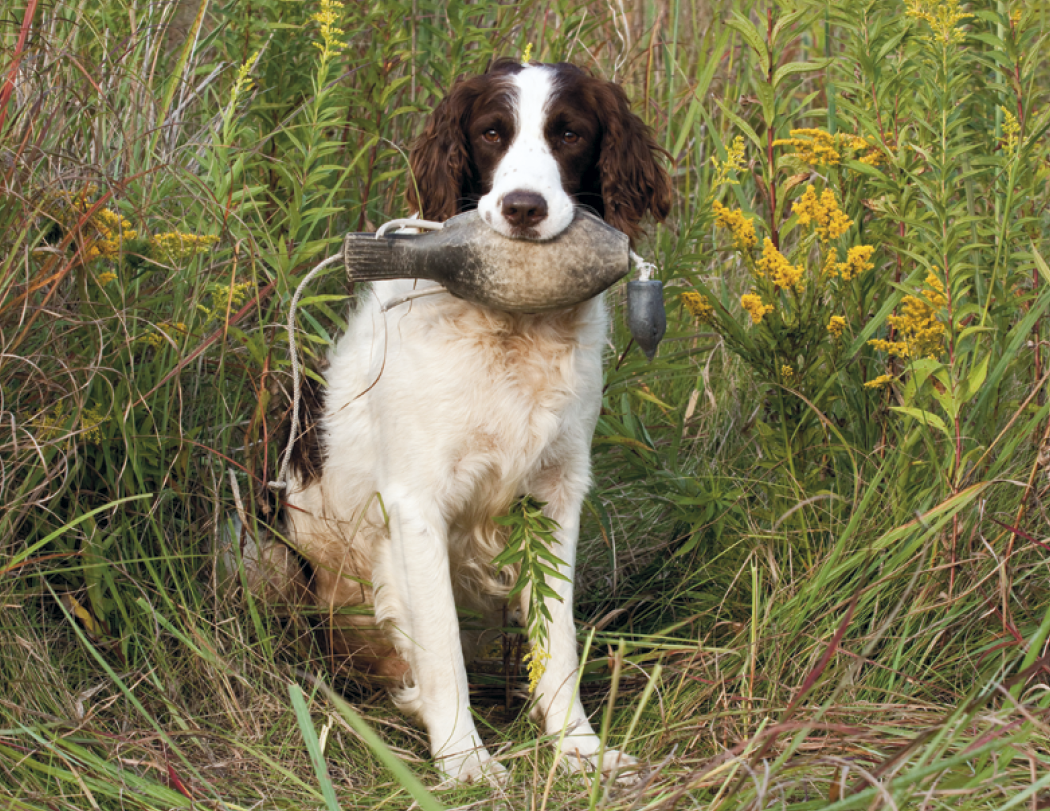 Good Value™ Sporting Dogs - Stapled Calendar 9