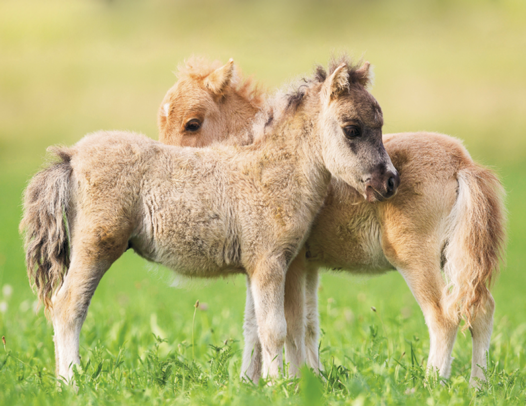 Good Value™ Baby Farm Animals - Stapled Calendar 36