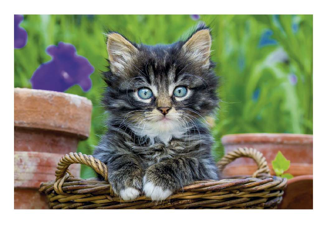 Triumph® Calendars Puppies & Kittens Pocket Calendar 19