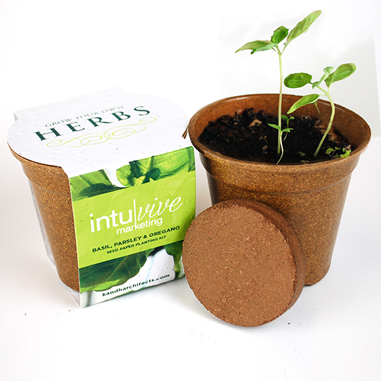 Herb Seed Paper Sprouter Kits 4
