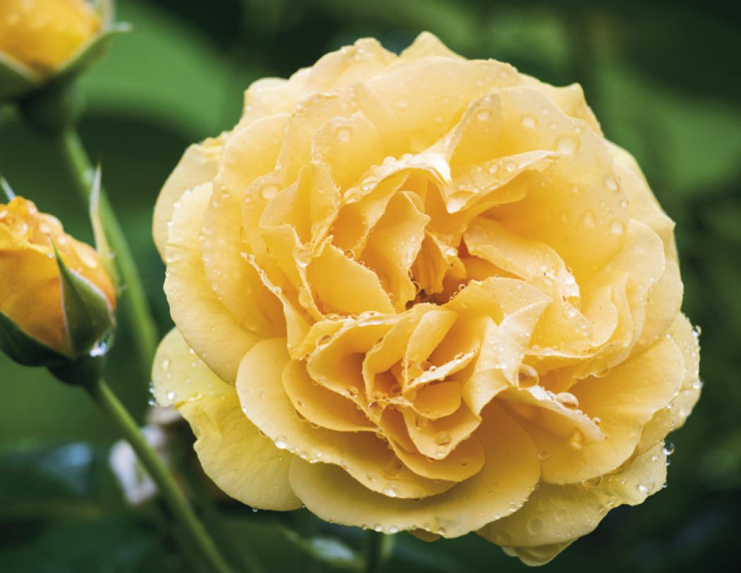 Good Value™ Flowers - Spiral Calendar 44