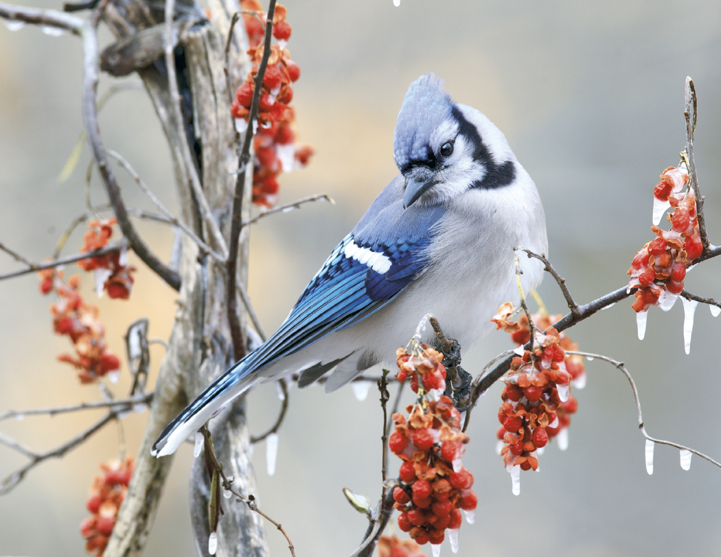 Triumph® Calendars Birds Calendar 96