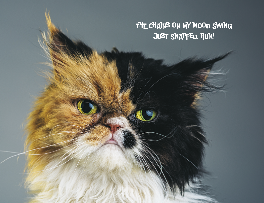 Good Value™ Pets with Attitude - Spiral Calendar 35