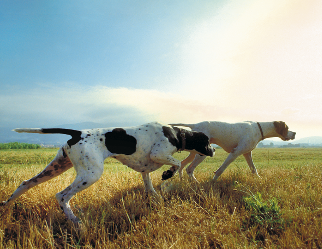 Good Value™ Sporting Dogs - Stapled Calendar 55