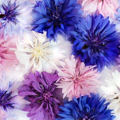 Self Watering Planter 10