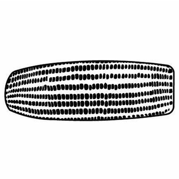 Magnet - Corn Cob - Full Color 2