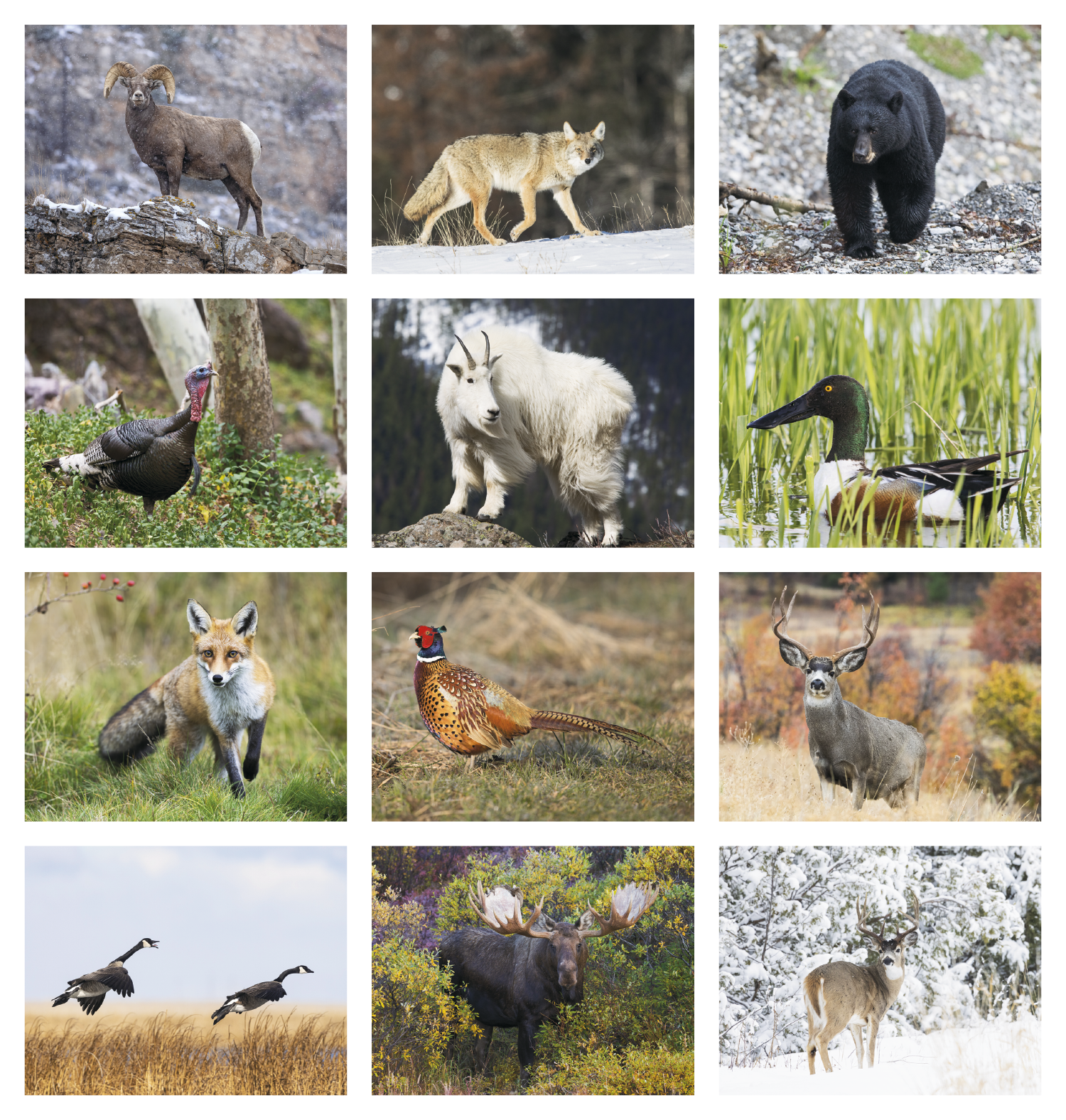 Good Value™ Wildlife Portraits - Stapled Calendar 57