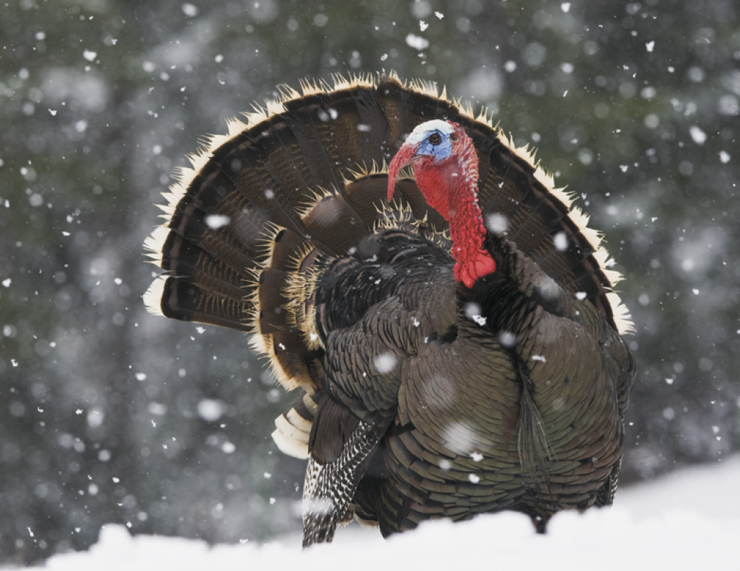 HotLine® Products Wildlife Appointment Calendar - Stapled 30