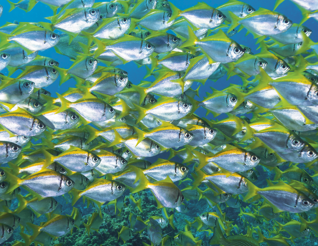 Good Value™ Ocean Glory - Stapled Calendar 8