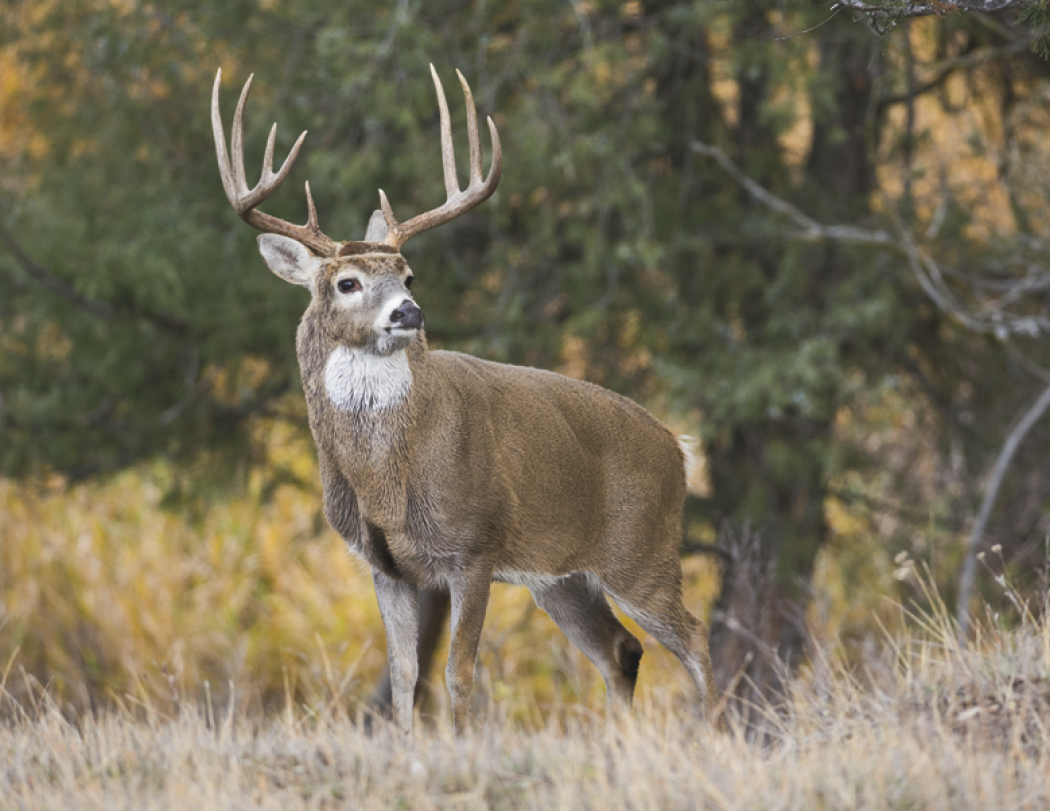 HotLine® Products Wildlife Appointment Calendar - Stapled 54