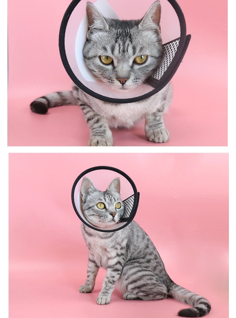 Dog Cone 4