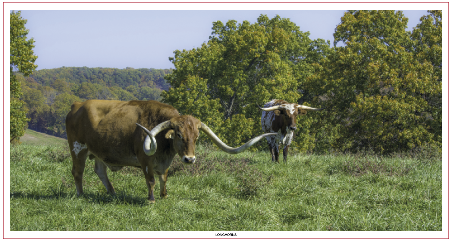 Skinner & Kennedy® Large Everyday Farm Memo 73