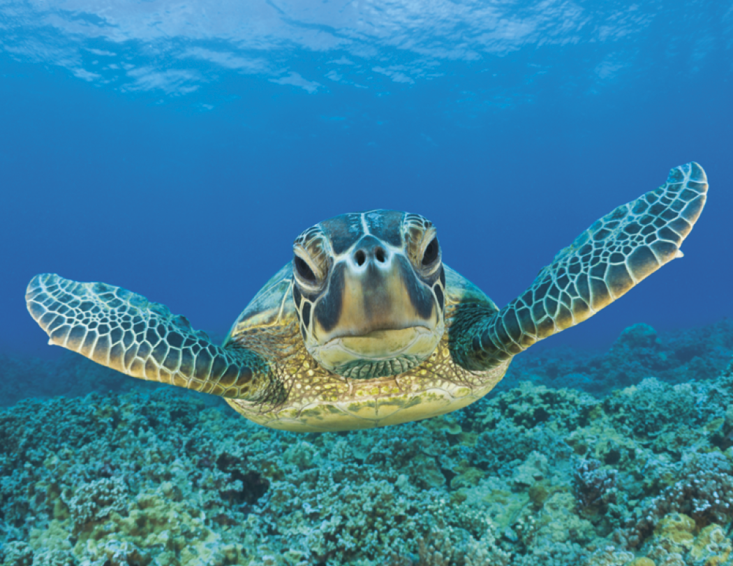 Good Value™ Ocean Glory - Stapled Calendar 38