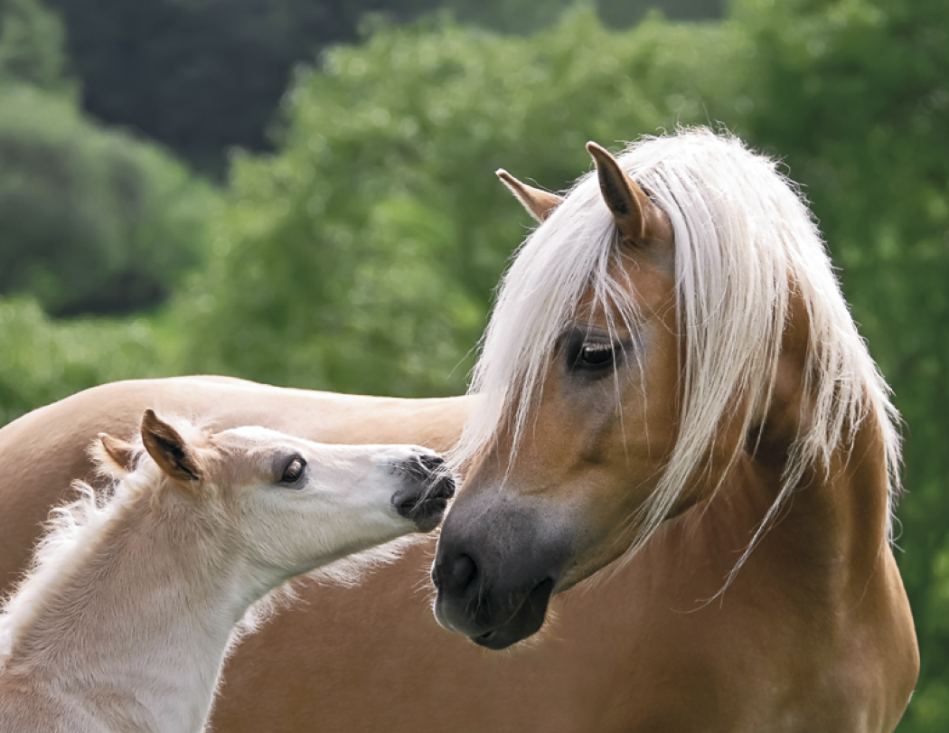 Triumph® Calendars Horses Calendar 10