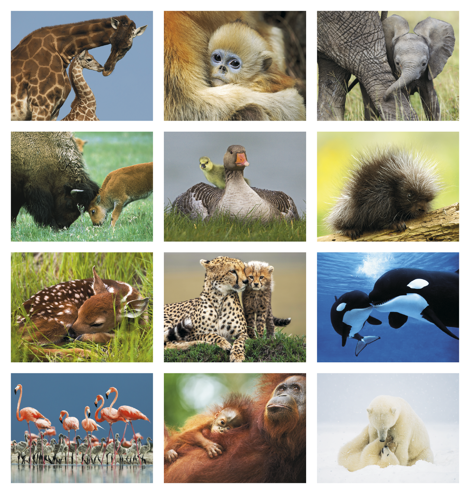 HotLine® Products Animal Babies Appointment Calendar - Stapled 65