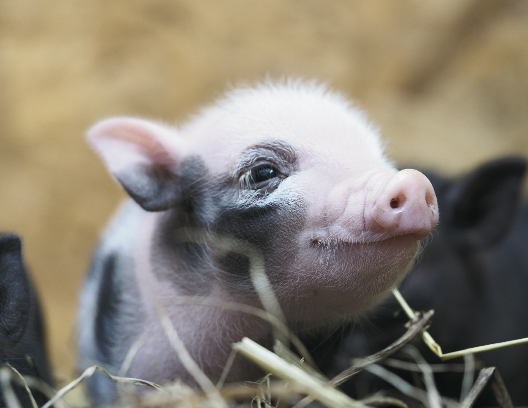 Good Value™ Baby Farm Animals - Stapled Calendar 8