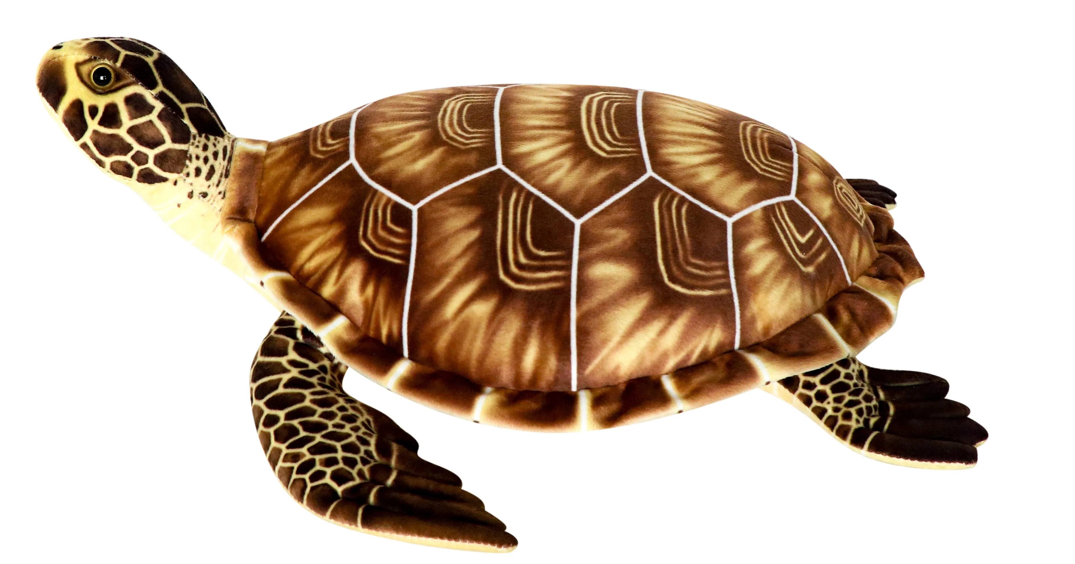Brown Turtle 2