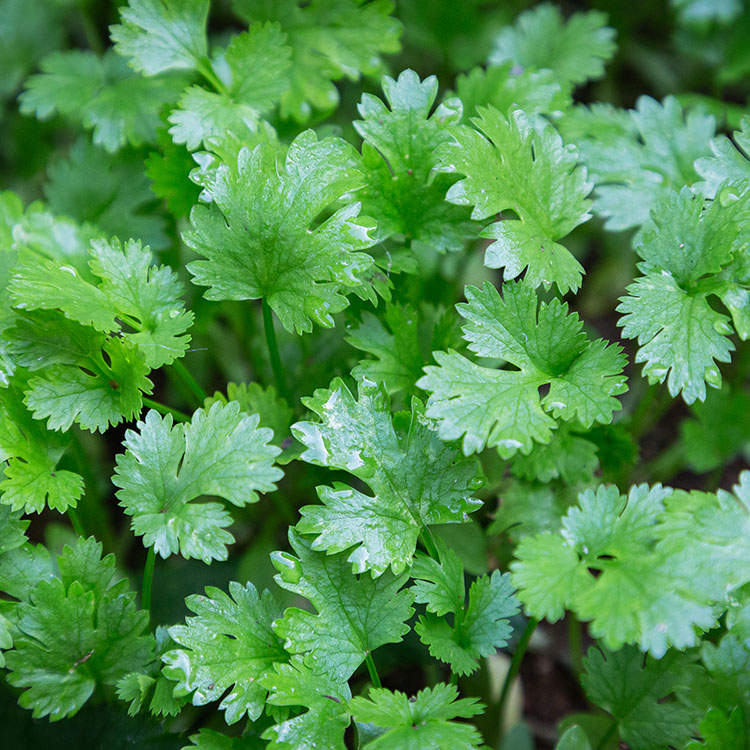 Self Watering Planter 18