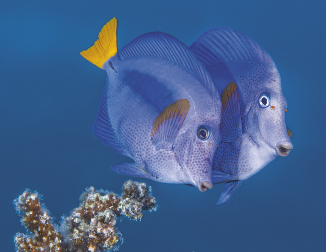 Good Value™ Ocean Glory - Stapled Calendar 40