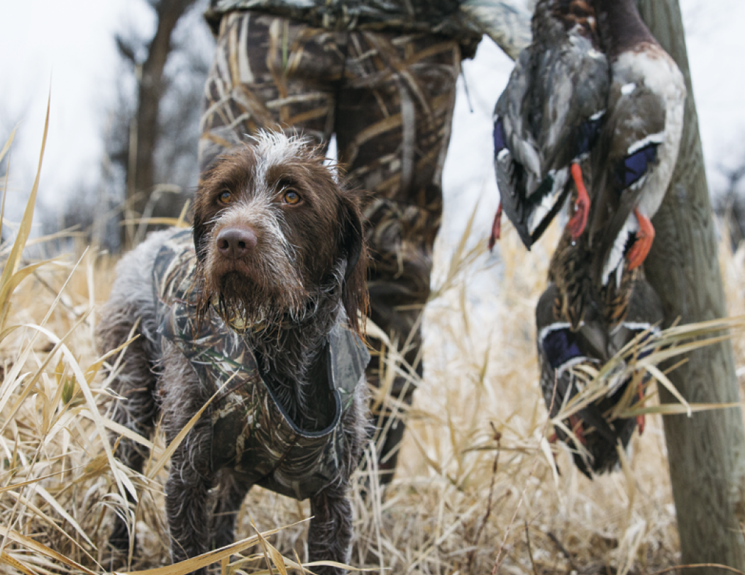 Good Value™ Sporting Dogs - Stapled Calendar 8