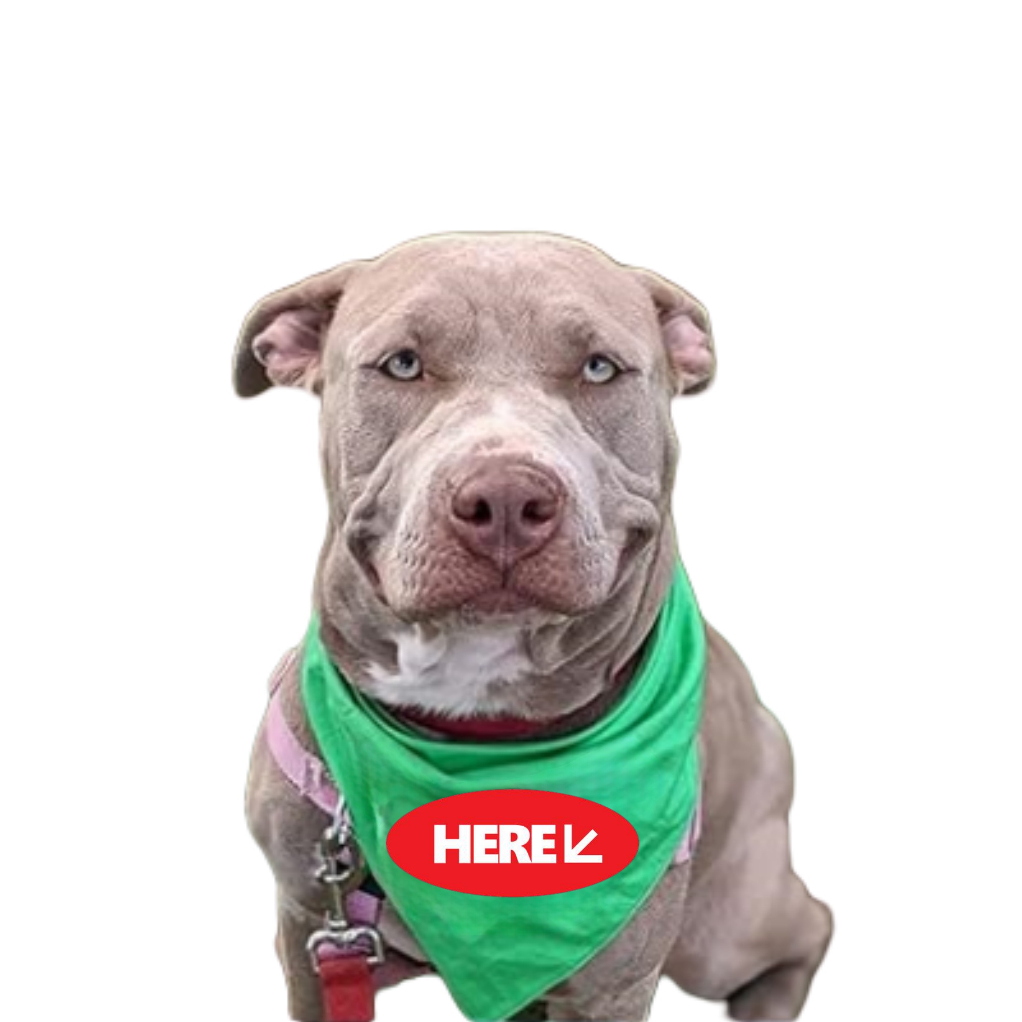 Custom Polyester Triangle Pet Bandana 15.75"L x 14.96"Wx 11.81"H 3