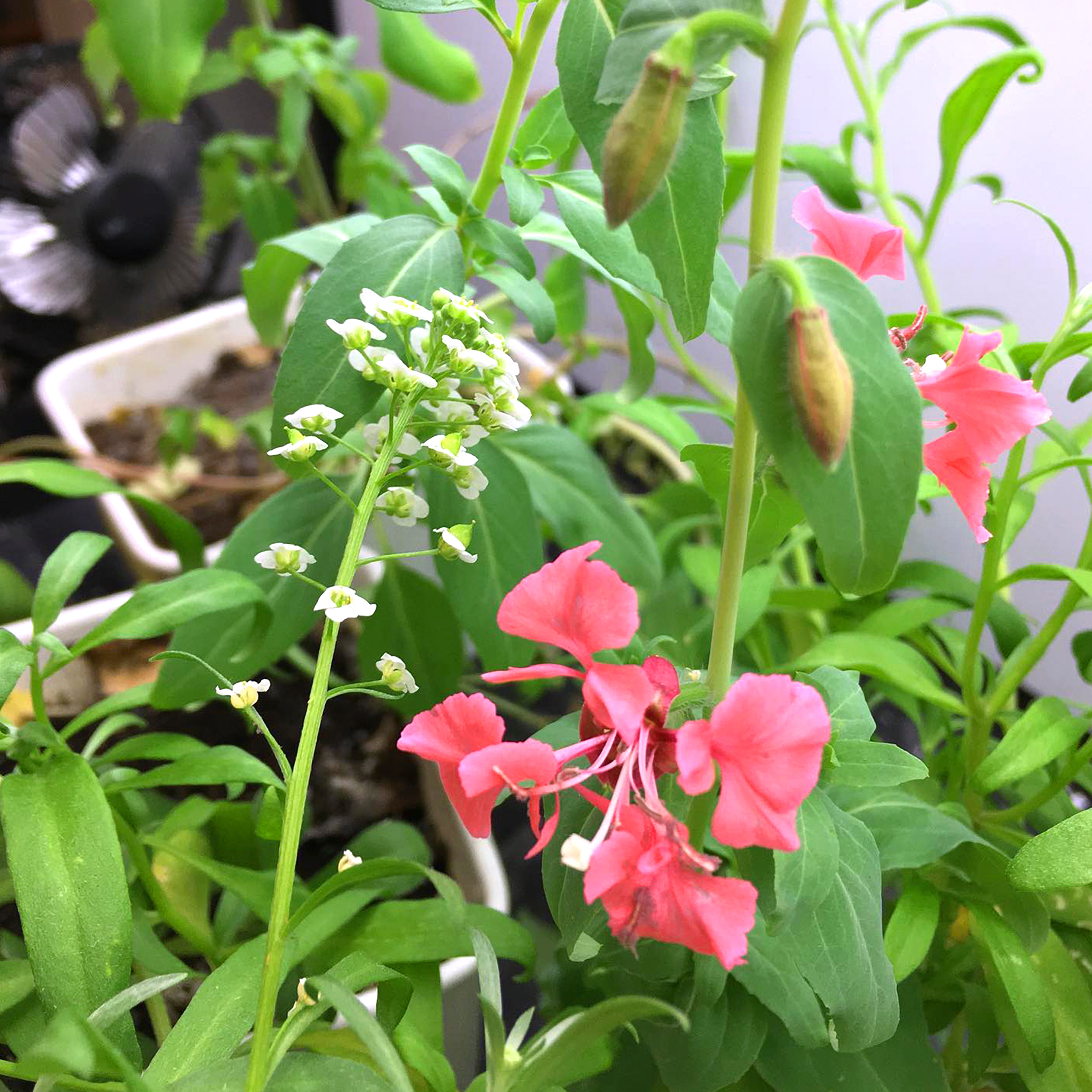 Geometric Personalized Plantable Journal: Standard 3