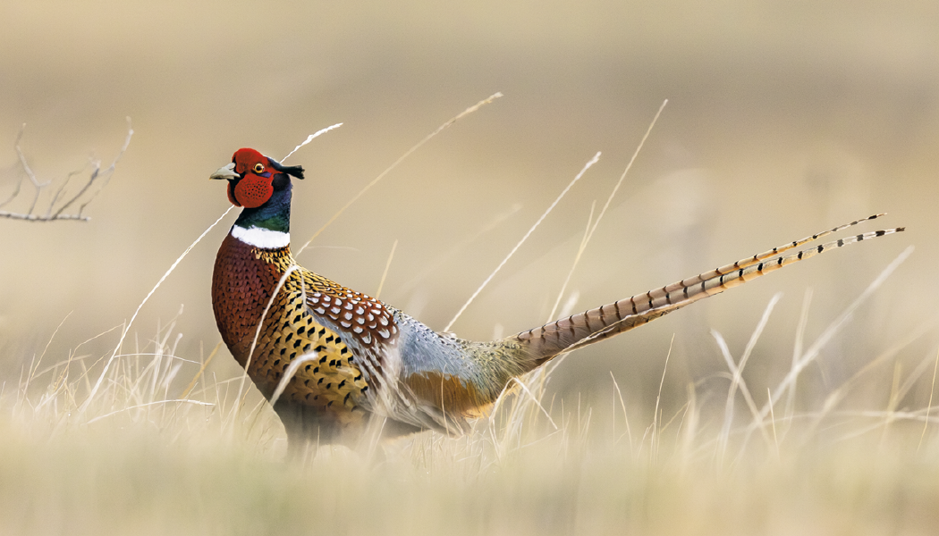 Triumph® Calendars Wildlife Calendar 26