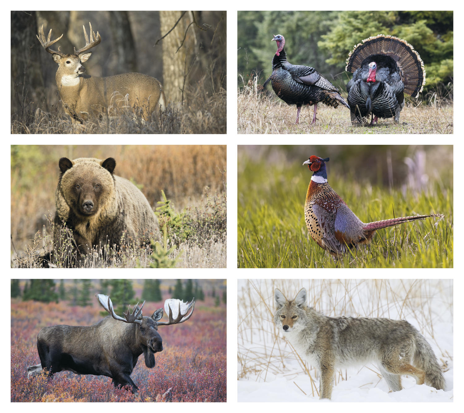 Triumph® Calendars Wildlife Calendar 19
