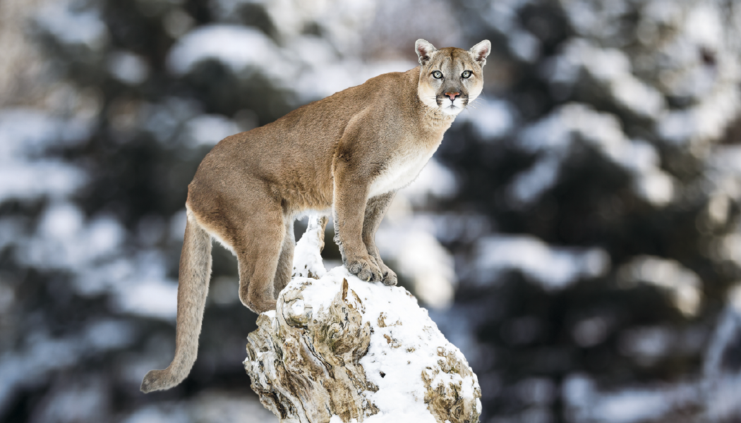 Triumph® Calendars Wildlife Calendar 23