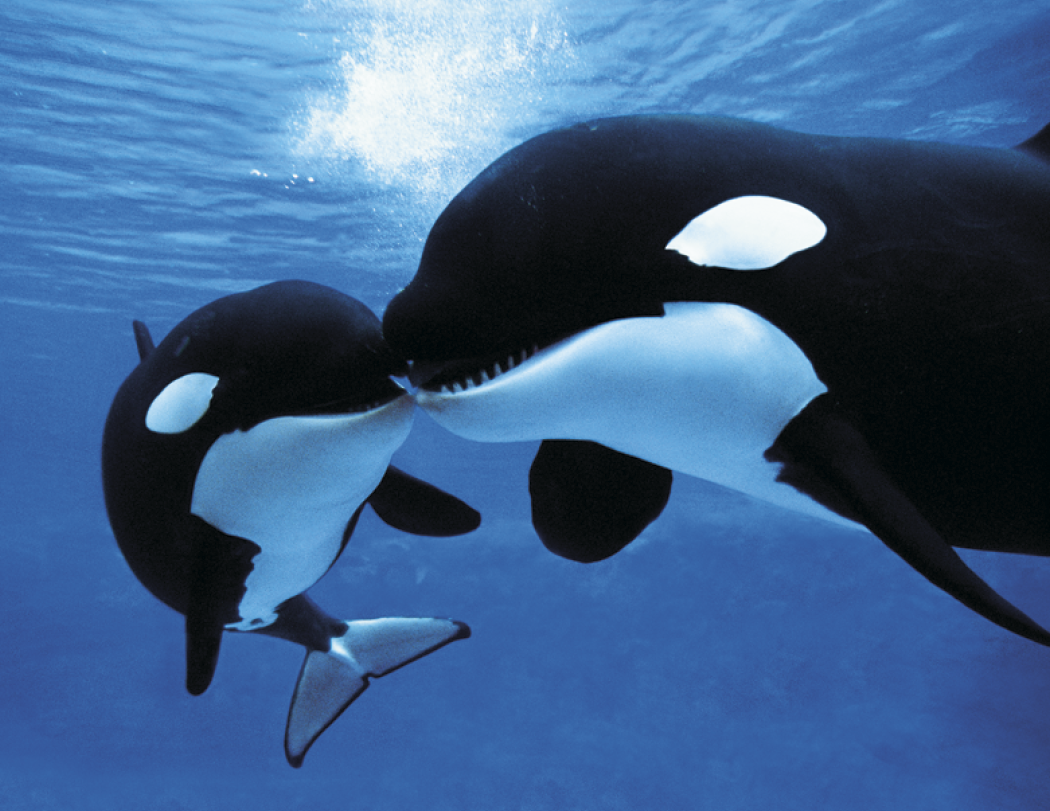 HotLine® Products Animal Babies Appointment Calendar - Stapled 39