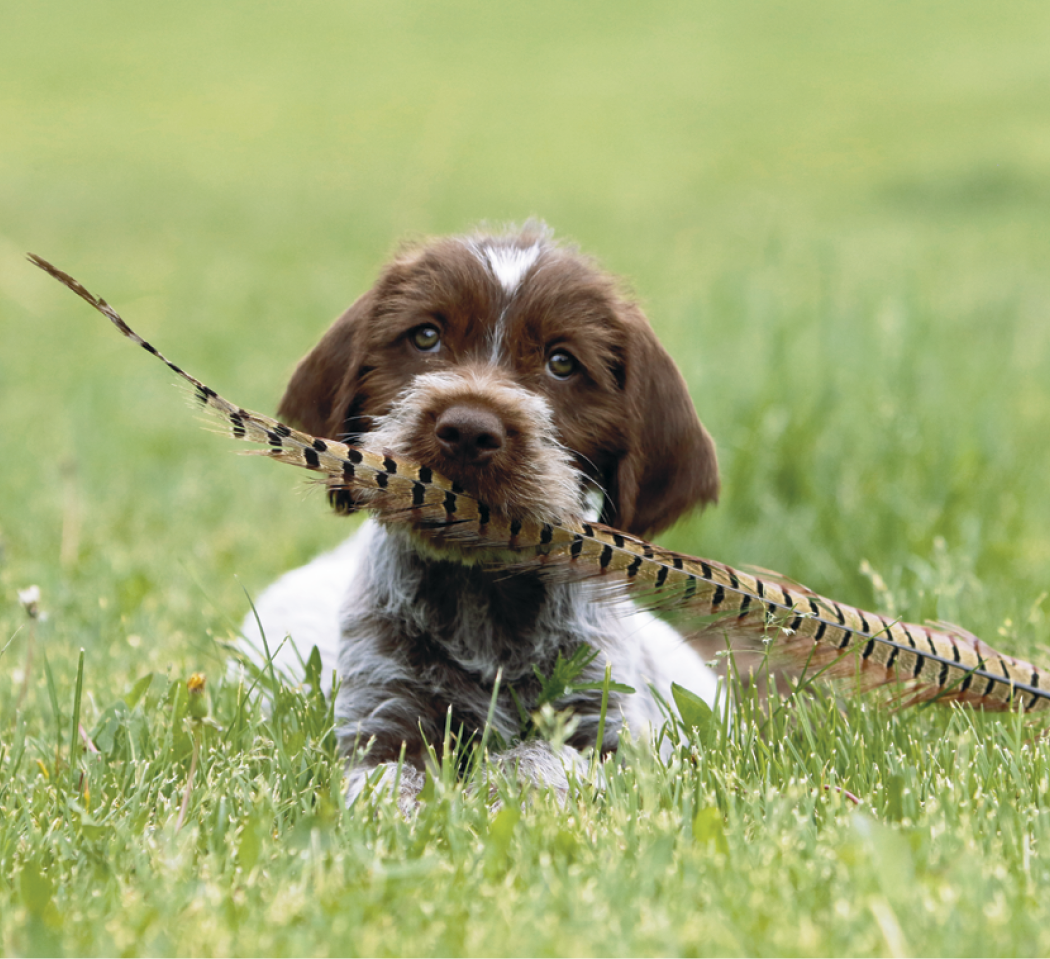 Good Value™ Puppies & Kittens - Mini Calendar 51