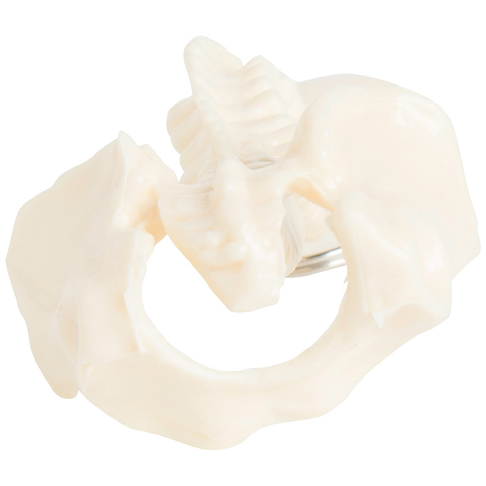 Spine and Pelvis Bone Keyring 9