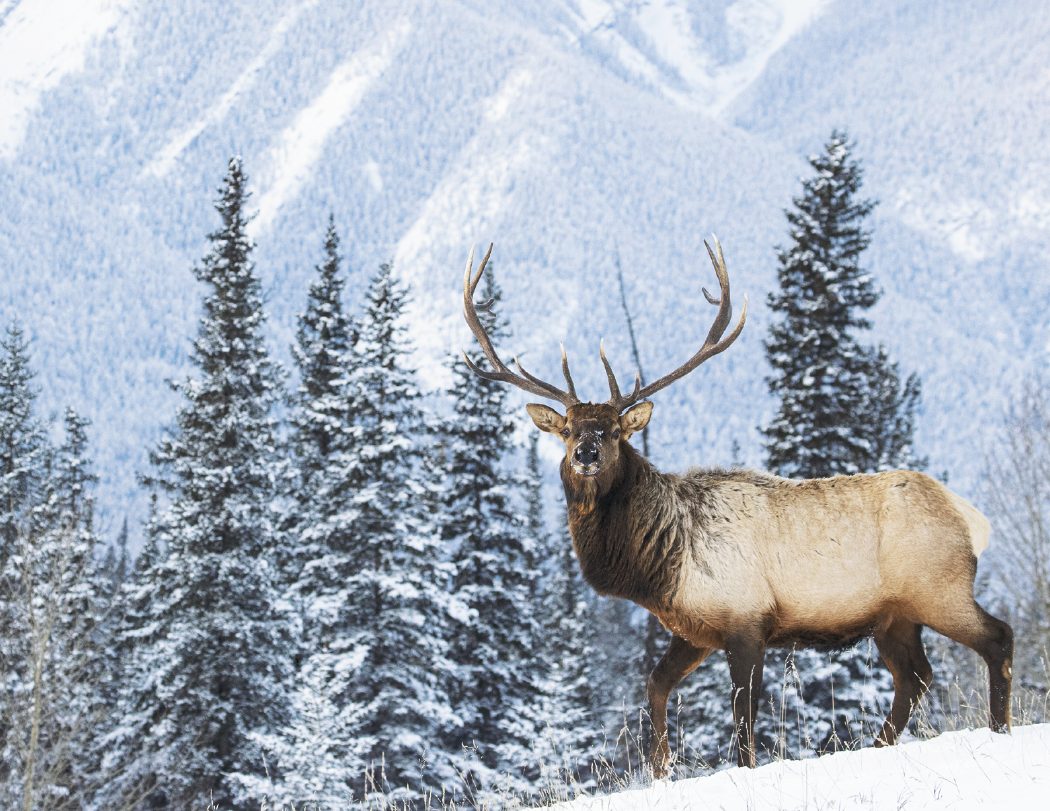 Good Value™ Wildlife Portraits - Spiral Calendar 39