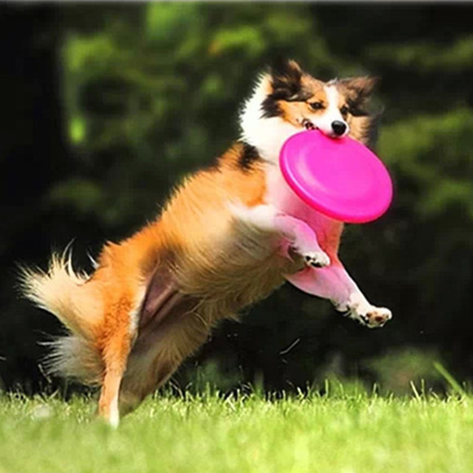 Silicone Flying Disc / Flyer 2