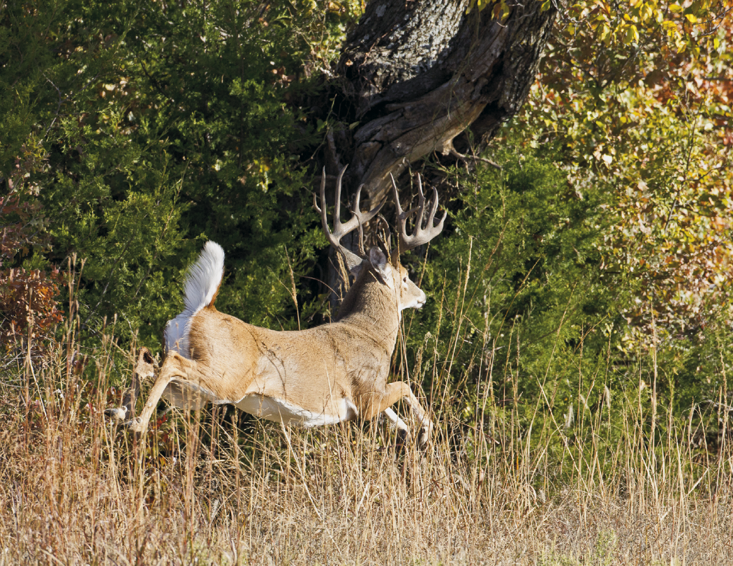 HotLine® Products Trophy Whitetail Deer Appointment Calendar - Stapled 40