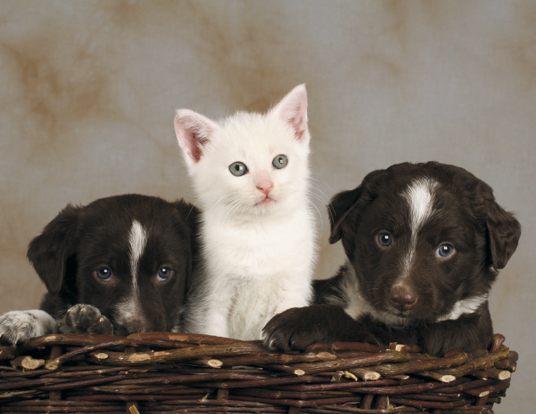 HotLine® Products Four Paws Appointment Calendar - Stapled 40