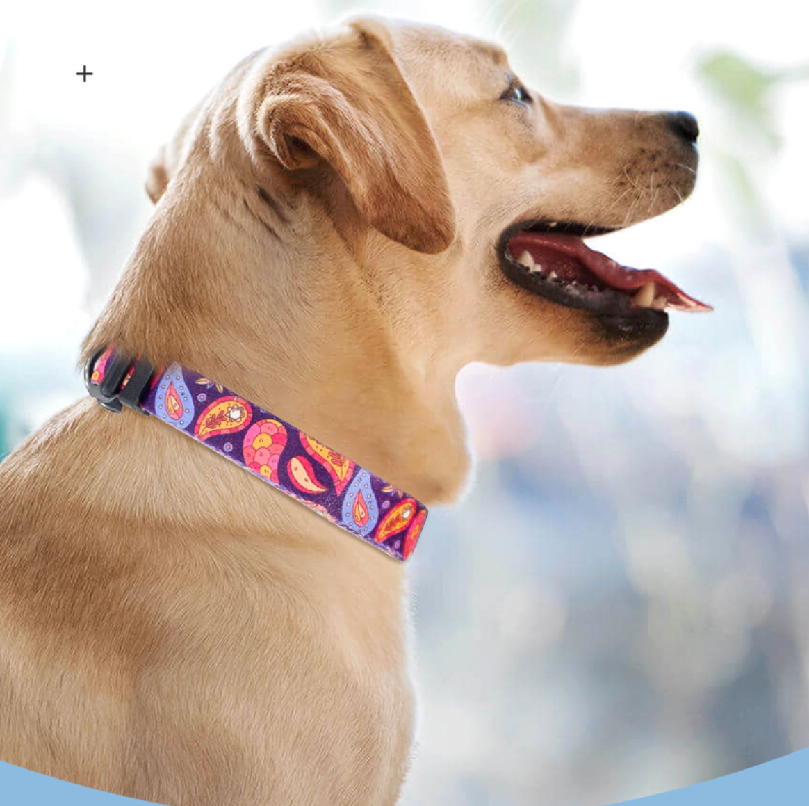 Pet Collor 2