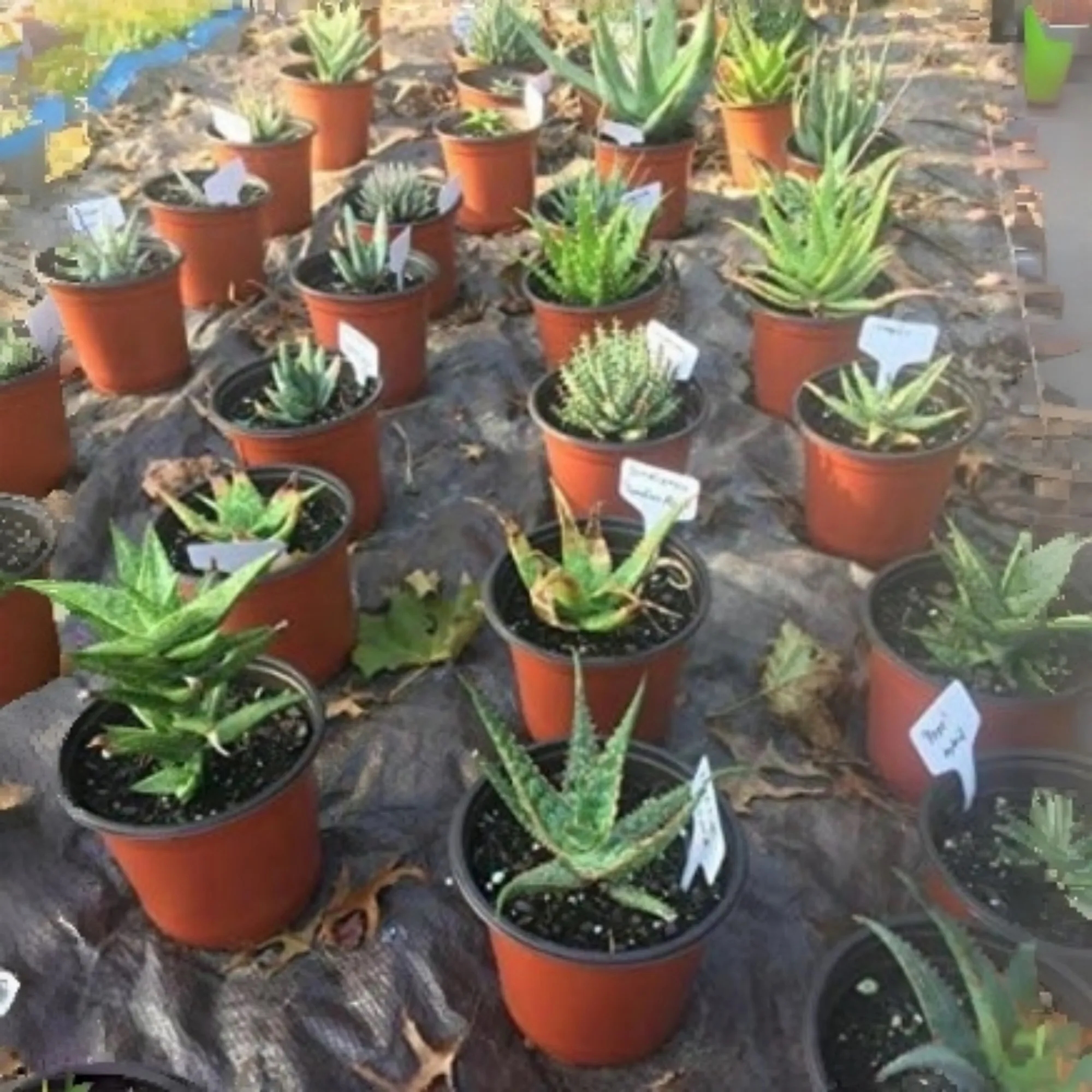 PVC Plant Labels Garden Markers 2