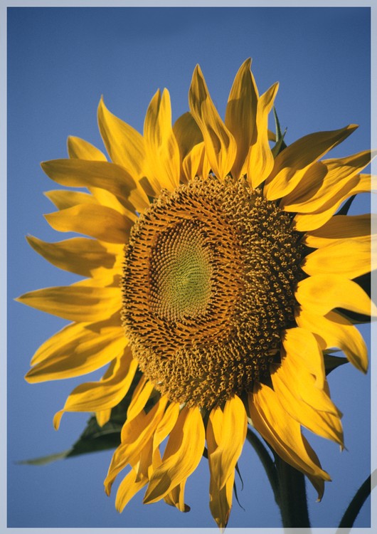 Masterpiece Flags - 28 in. x 40 in.