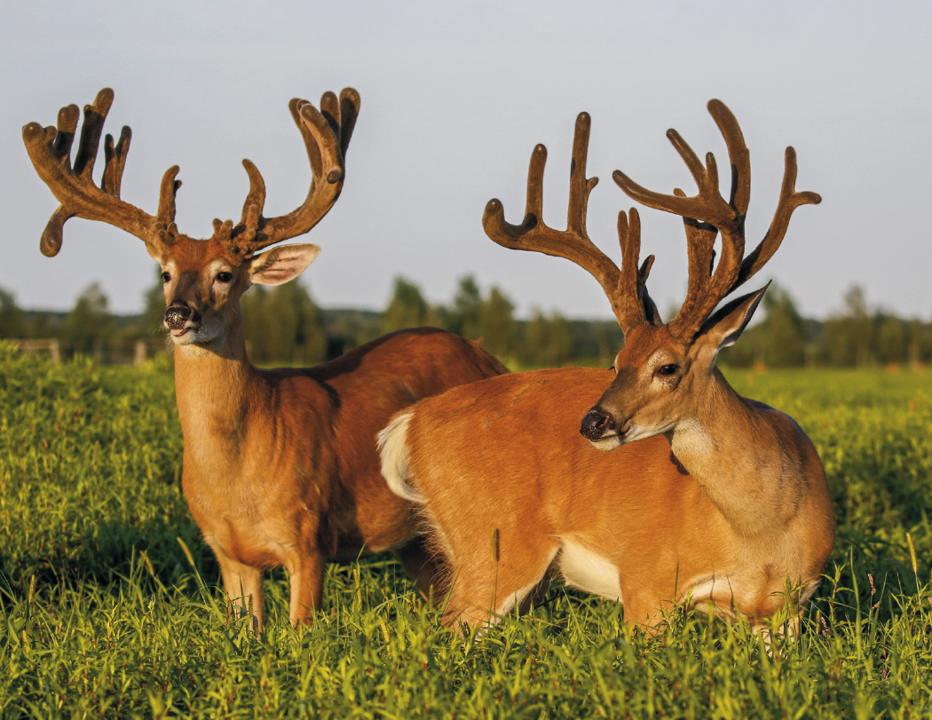 HotLine® Products Trophy Whitetail Deer Appointment Calendar - Stapled 30