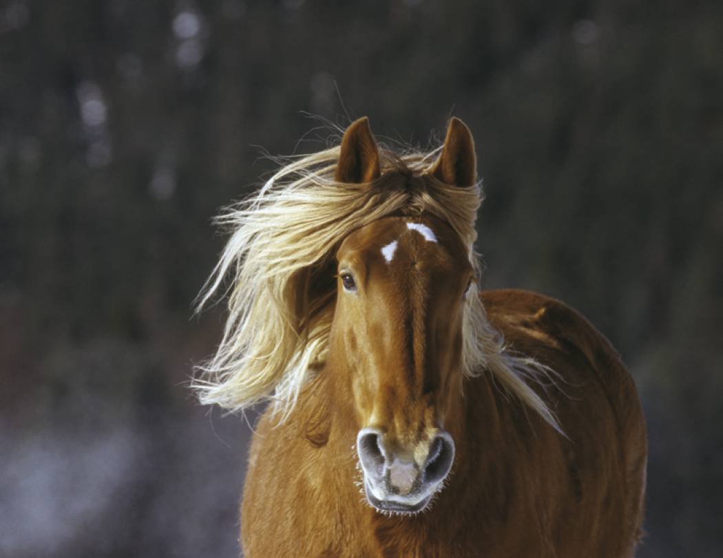Triumph® Calendars Horses Calendar 16