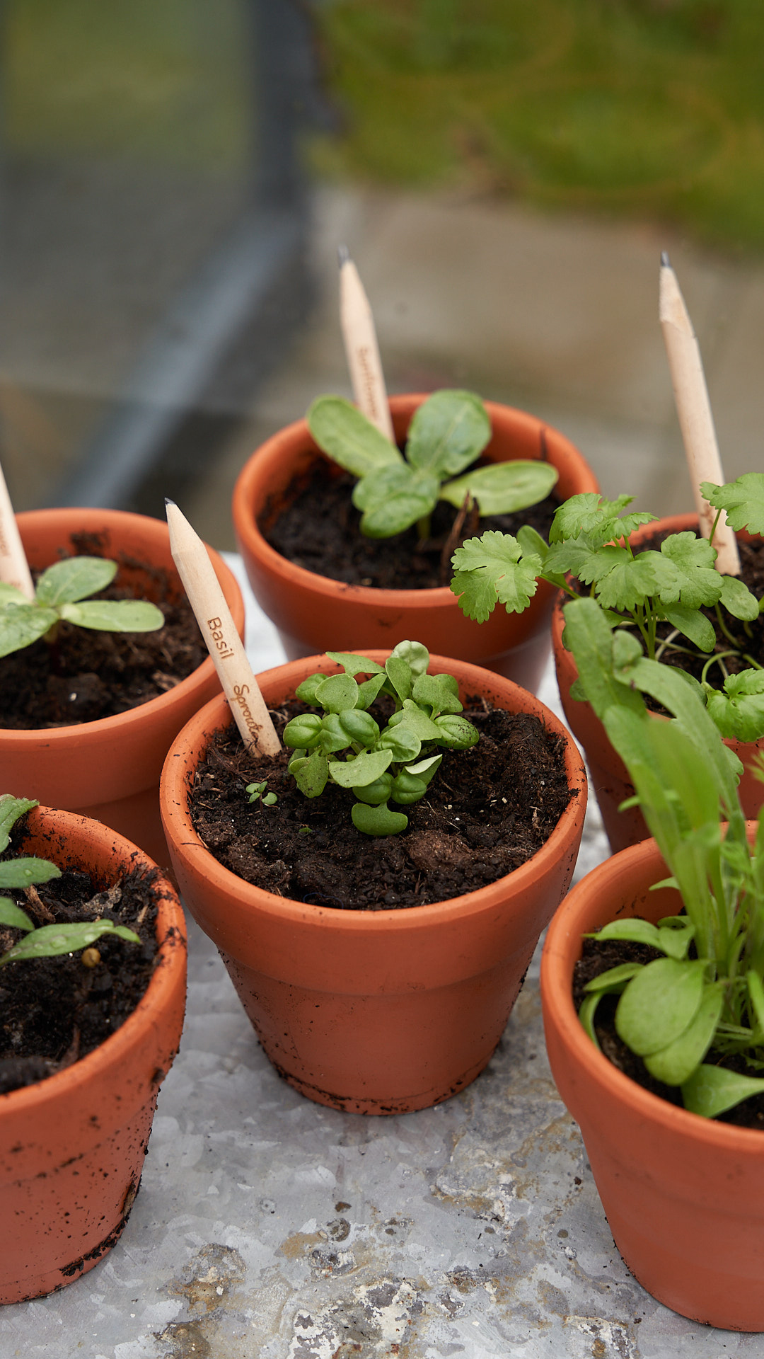 SproutWorld™ Pencil 74