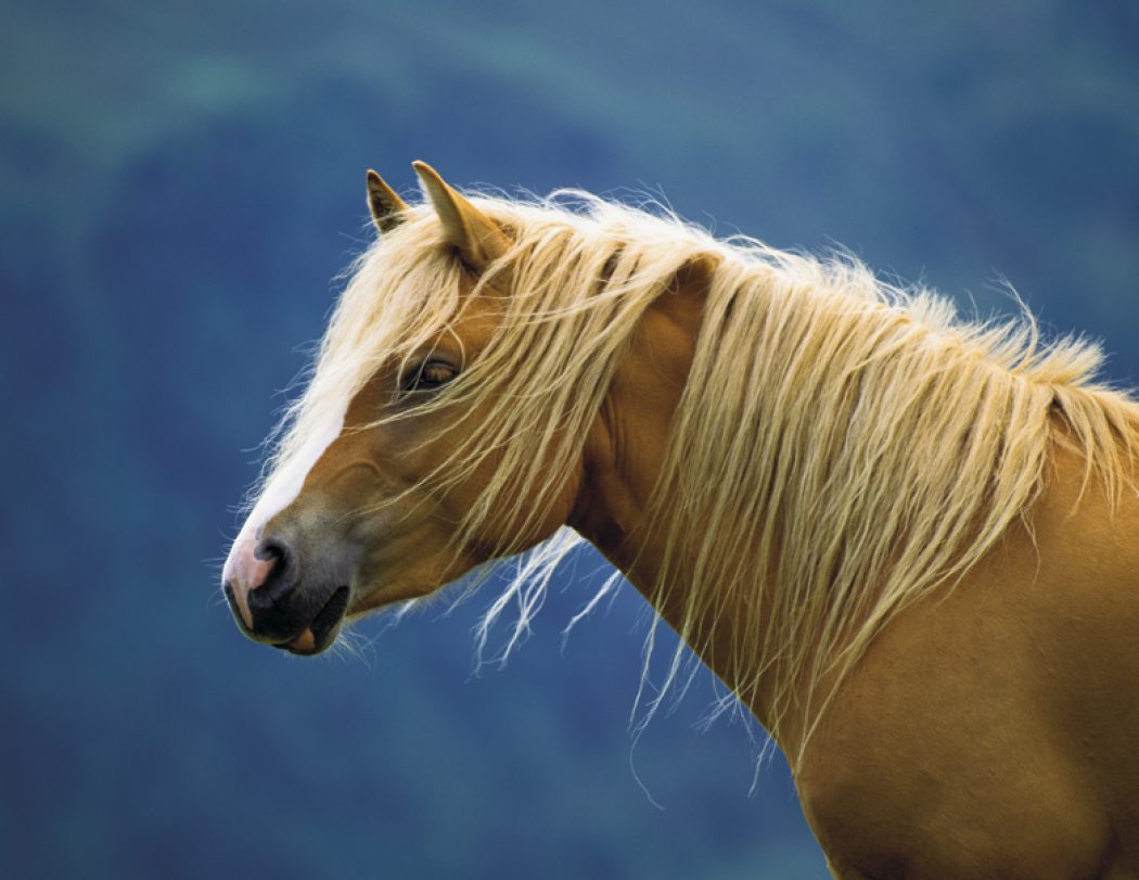 Triumph® Calendars Horses Calendar 32