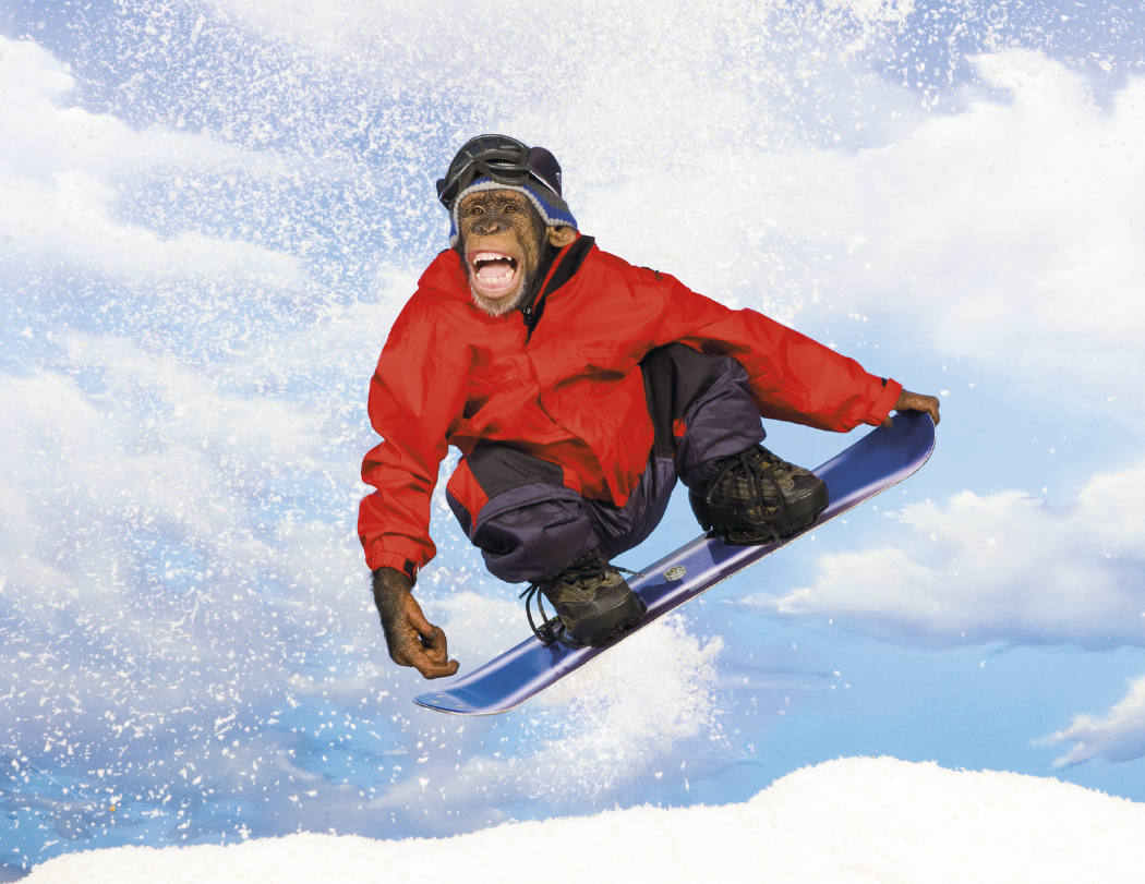 Triumph® Calendars Monkey Business Calendar