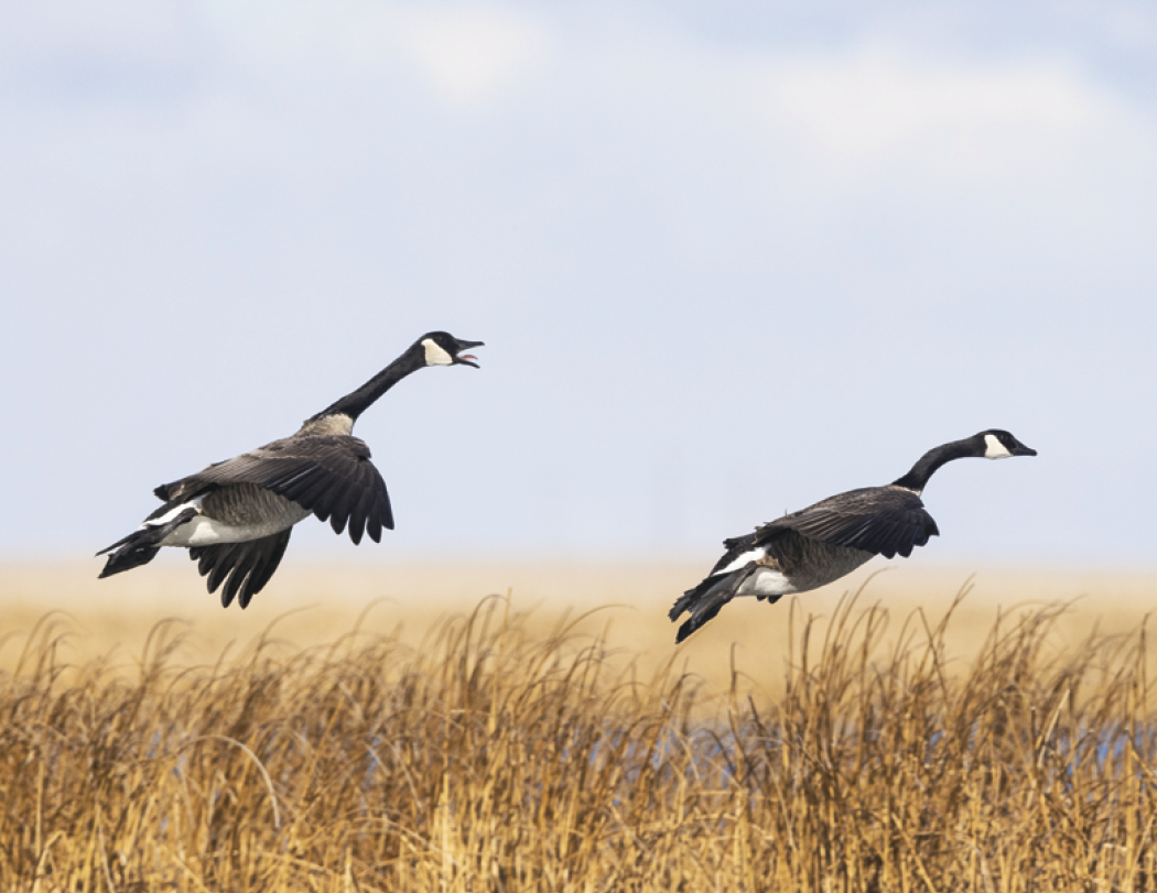 Good Value™ Wildlife Portraits - Spiral Calendar 41