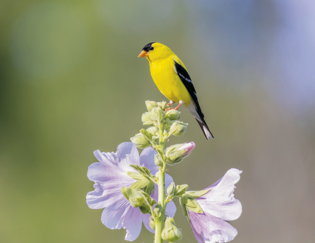 Good Value™ Birds of North America - Spiral Calendar 26