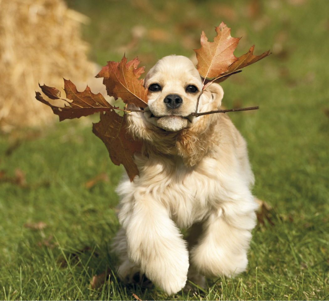 Good Value™ Puppies & Kittens - Mini Calendar 14