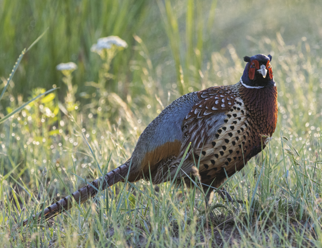 HotLine® Products Wildlife Appointment Calendar - Stapled 23