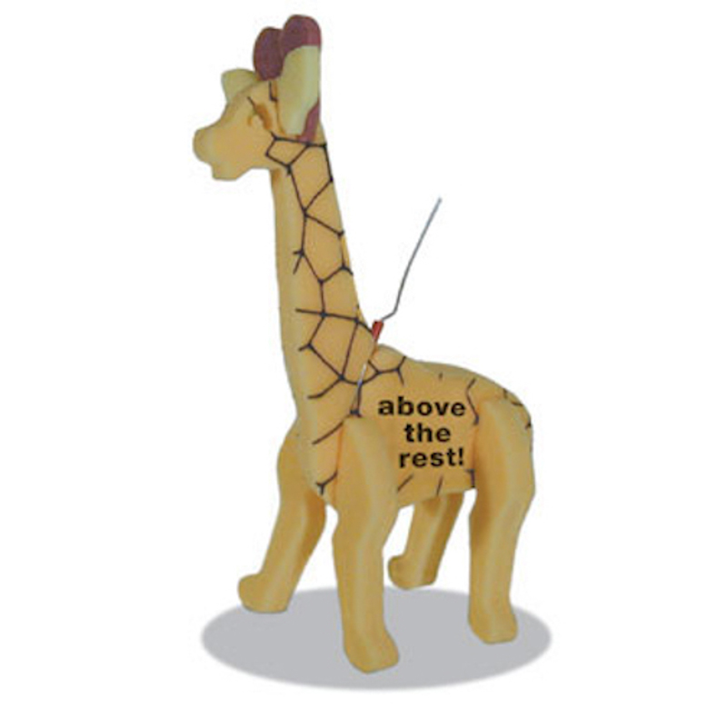 Giraffe on a leash 9